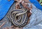 Snake_2022_0408_Springhollow_between_shed_and _driveway2.jpg