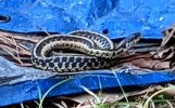 Snake_2022_0408_Springhollow_between_shed_and _driveway.jpg