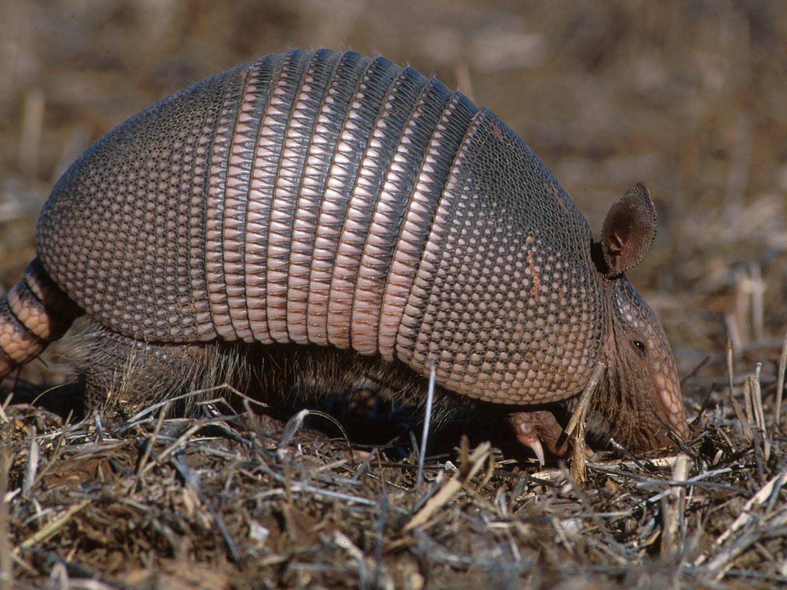 armadillo1.jpg