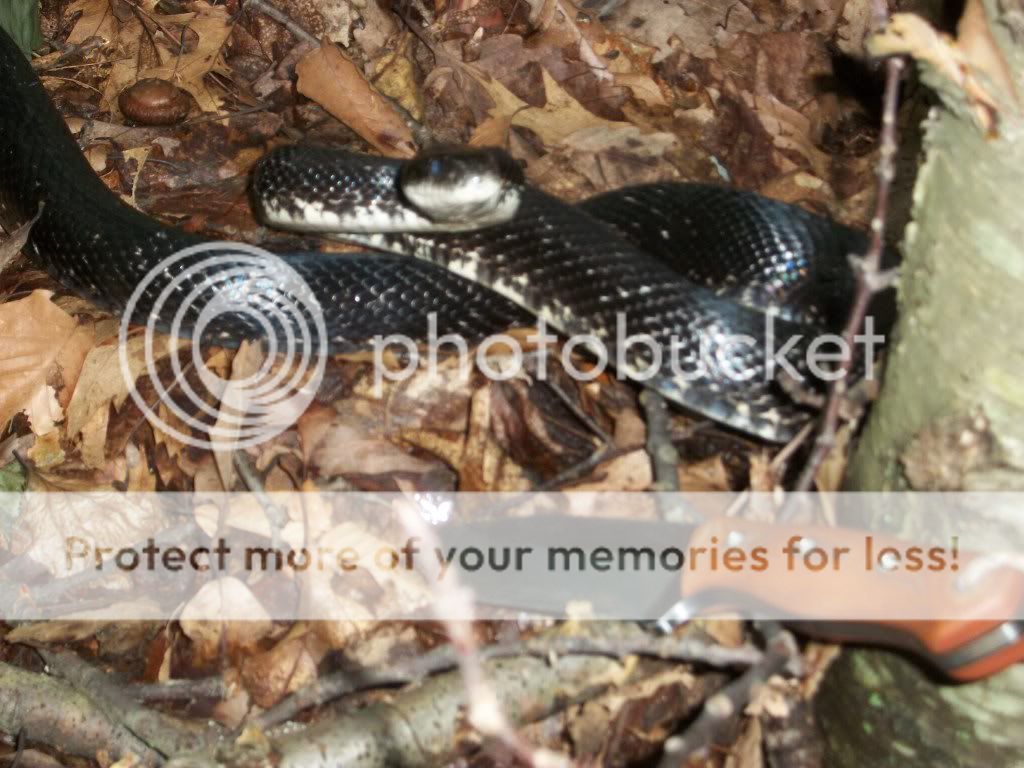 GirlScoutoutingBlacksnake017.jpg