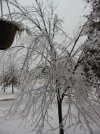 ice tree.jpg