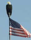 American flag & bald eagle.jpg