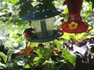 DSCF0444 ROSE BREASTED GROSBEAK MALE FEEDER 650 MED.jpg