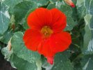 DSCF1266 NASTURTIUM ALASKA MIX 750 MED.jpg