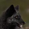 Blackfox