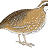 Bobwhite